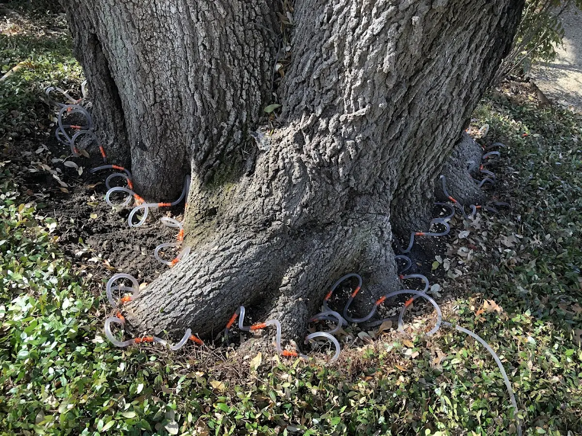 Detailed Tree Cabling and Bracing job site in Pettus