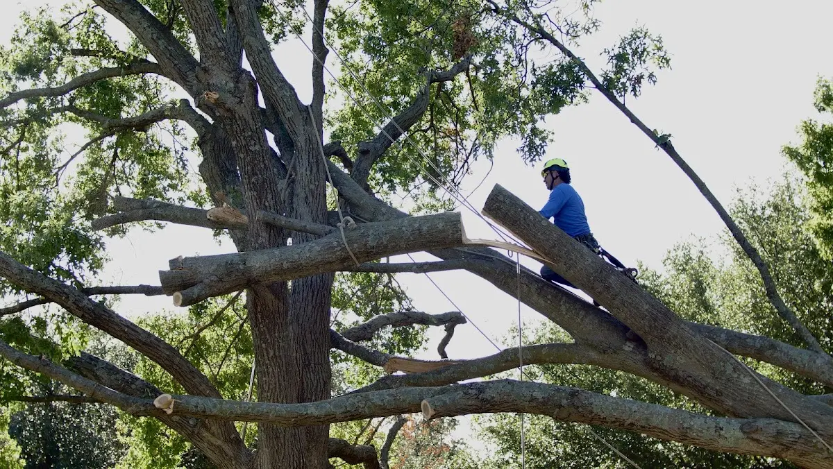 Professional Crown Thinning performed by certified arborists in Pettus
